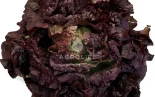 Cherokee / Черокі