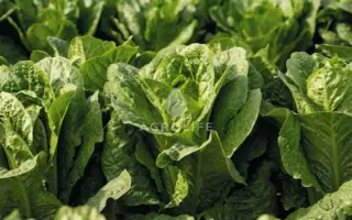 Adicamp / Адікамп