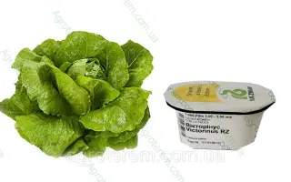 Victorinus / Вікторінус