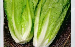 Galander / Галандер