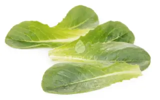 Daywalt / Дейволт