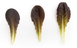 Zanardi / Дзанарді