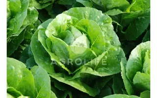 Corbana / Корбана