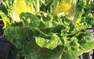 Xaroma / Ксарома