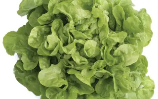 Mezquite / Мезкют