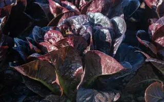 Moonred / Мунред