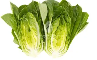 Rabello / Рабелло