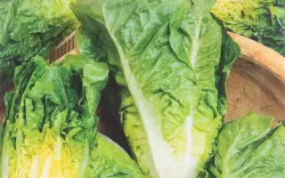 Rafael / Рафаель