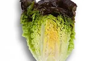 Rosaine / Розайн