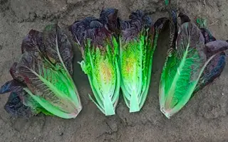 Faramir / Фарамір