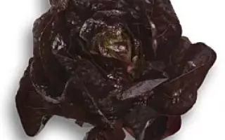 Galatea / Галатея