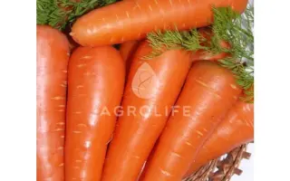 Abaco F1 / Абако F1