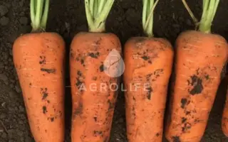 ABRAZO / АБРАЗО