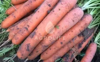 Allyance / Альянс