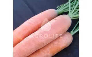 Afalon / Афалон