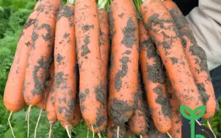 Baldio / Балдіо