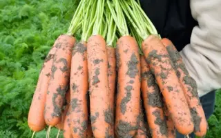 Baltimore / Балтімор