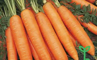 Bangor F1 / Бангор F1