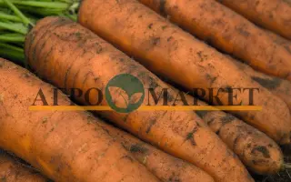 Belgrado F1 / Белградо F1