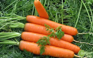 Berlika / Берліка