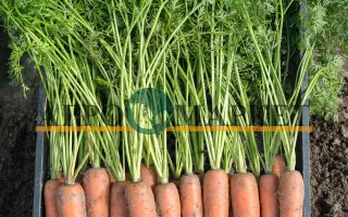 Bermuda / Бермуда