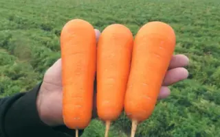 Bolivar / Болівар