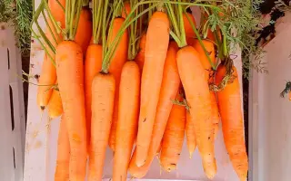 Brillyance / Бриліянс