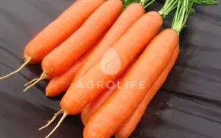 Darina / Дарина