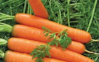 Jerada / Джерада