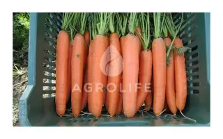 Dordogne F1 / Дордонь F1