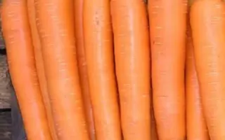 Elegance / Елеганза