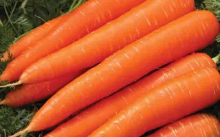 Cadance / Каданс