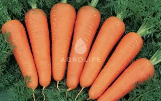 Canada F1 / Канада F1