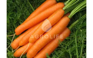 Carvejo / Карведжо