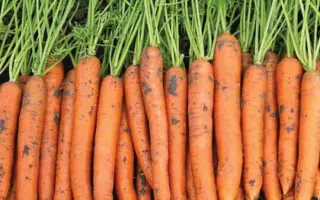 Carvora / Карвора