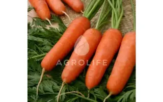 Carini / Каріні