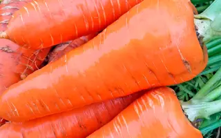 Karlav / Карлав