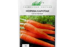 Karotan / Каротан