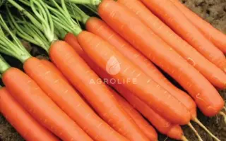 CARRUBA / КАРРУБА