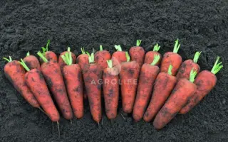 Canton / Кентон