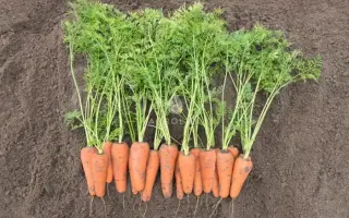 Cesena / Кесена