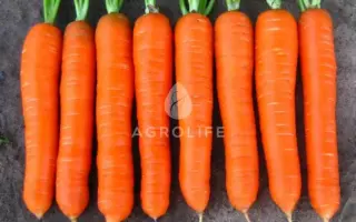 Coltan / Колтан