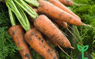 Cordoba F1 / Кордоба F1