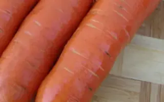 Kortina F1 / Кортіна F1