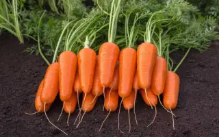 Cumbre / Кумбре