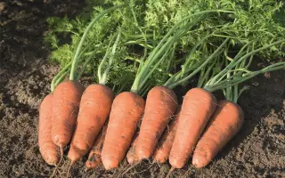 Cupar F1 / Купар F1