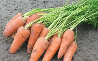 Curacao / Курасао