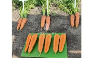 KURODA POWER / КУРОДА ПАУЕР