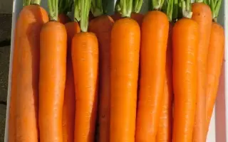 Laguna / Лагуна