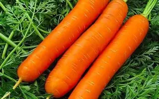 Langesvyt Fruitful / Лангесвит Фрютфул